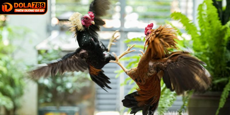 Cách đọc tỷ lệ cược trong đá gà trực tiếp
